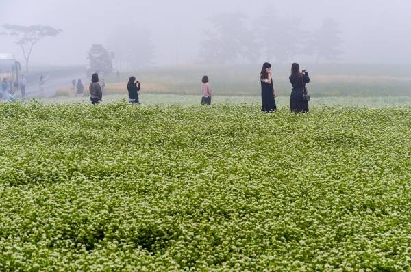 서귀포시 표선면 성읍리 보롬왓을 찾은 관광객들이 짙은 안개로 몽환적인 풍경이 연출된 메밀밭에서 사진 촬영하며 즐거운 시간을 보내고 있다. 고봉수 기자