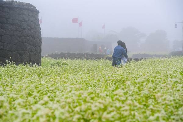 서귀포시 표선면 성읍리 성읍민속마을을 찾은 관광객들이 짙은 안개로 몽환적인 풍경이 연출된 메밀밭에서 사진 촬영하며 즐거운 시간을 보내고 있다. 고봉수 기자