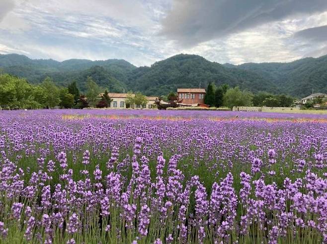 강원도 고성군 간성읍 꽃대마을에서 열리는 '고성 라벤더 축제' 작년 축제 현장. 라벤더 꽃이 활짝 피어 있다. 사진=한국관광공사 '대한민국 구석구석' 홈페이지.
