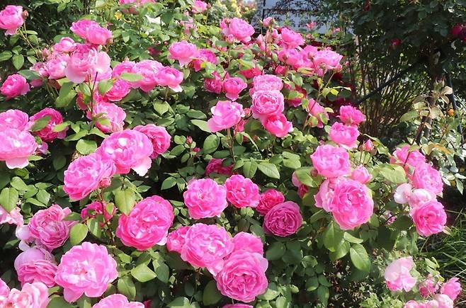 에버랜드에서 자체 개발한 신품종 정원 장미 ‘퍼퓸에버케이프’ / 사진=에버랜드