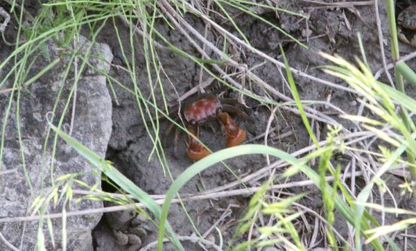 안산갈대습지에서 발견된 멸종위기 야생생물 2급 붉은발말똥게. /사진제공=안산시