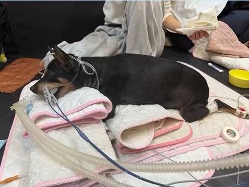 인공 호흡기 치료를 받고 있는 반려견 '해피'(로얄동물메디컬센터 제공) ⓒ 뉴스1