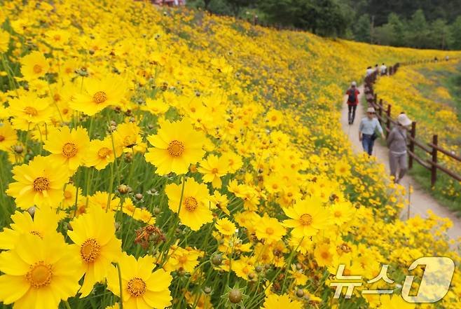 (서울=뉴스1) 윤일지 임세영 기자 = 초여름 더위가 한풀 꺾이고 선선한 날씨를 보인 23일 경남 함안군 악양생태공원을 찾은 관광객들이 활짝 핀 금계국을 감상하고 있다. 2025.5.23/뉴스1 ⓒ News1 윤일지 기자