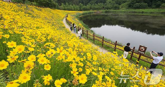 초여름 더위가 한풀 꺾이고 선선한 날씨를 보인 23일 경남 함안군 악양생태공원을 찾은 관광객들이 활짝 핀 금계국을 감상하고 있다. 2025.5.23/뉴스1 ⓒ News1 윤일지 기자