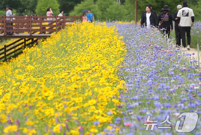 초여름 더위가 한풀 꺾이고 선선한 날씨를 보인 23일 경남 함안군 악양생태공원을 찾은 관광객들이 활짝 핀 금계국과 수레국화를 감상하고 있다. 2025.5.23/뉴스1 ⓒ News1 윤일지 기자