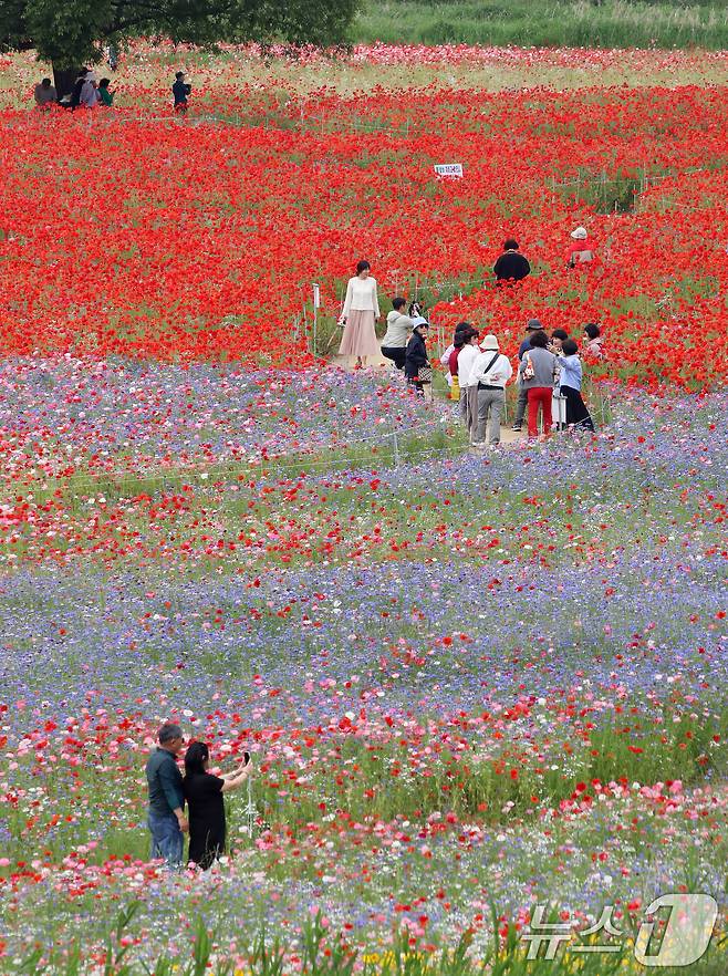 초여름 더위가 한풀 꺾이고 선선한 날씨를 보인 23일 경남 함안군 악양둑방 둔치에 조성된 봄꽃 경관단지를 찾은 관광객들이 활짝 핀 양귀비와 수레국화를 감상하고 있다. 2025.5.23/뉴스1 ⓒ News1 윤일지 기자