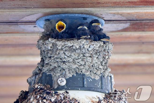 23일 경북 포항시 북구 영일대북부시장 상가 입구 전등위에 있는 제비 둥지에서 새끼들이 어미새를 기다리고 있다. 2025.5.23/뉴스1 ⓒ News1 최창호 기자
