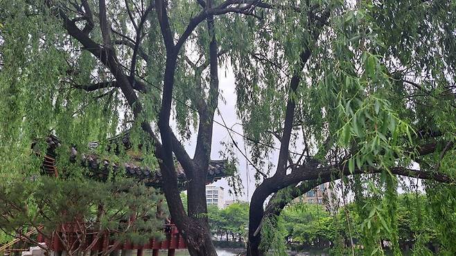 안흥지 수양버들. 사진=이천시청