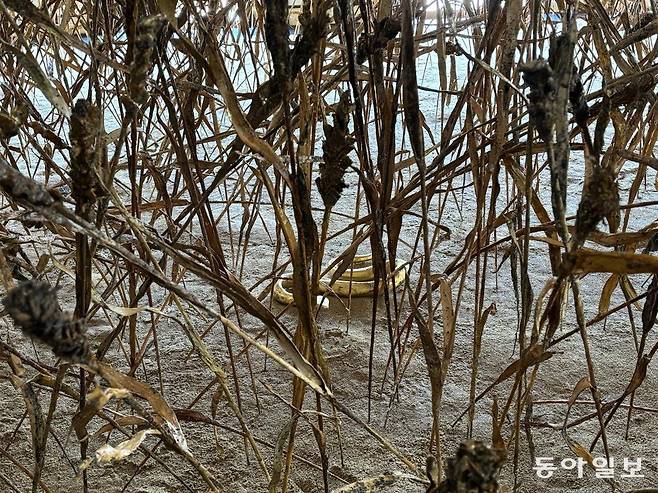 안젤름 키퍼의 ‘모건소 플랜’ 속에 숨겨진 황금빛 뱀. 교토=김민
