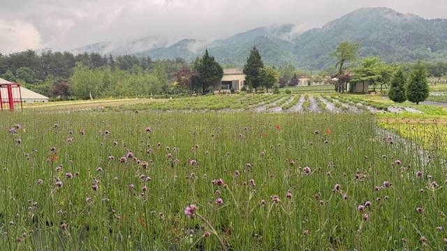 ▲ 최북단 청정 고성군 진부령 마지막 자락에서 자라고 있는 라벤더가 꽃망울을 터뜨리기 직전이다.