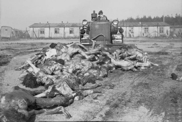 ▲ 1945년 4월 베르겐-벨젠 수용소를 접수한 뒤 희생자들의 시신들을 불도저로 정리하는 한 영국군 병사. Ⓒ영국군 제5군 Film & Photographic Unit