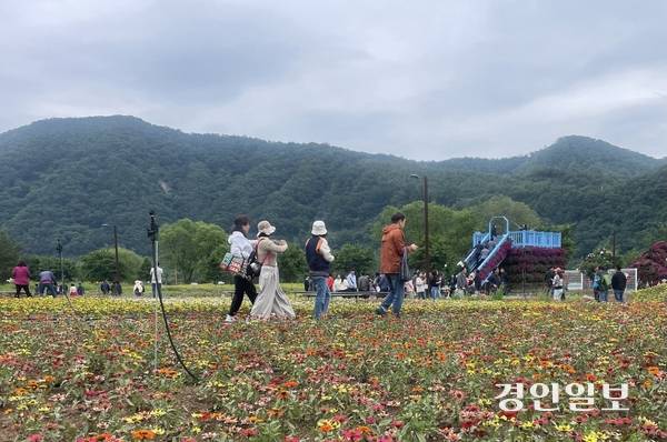 24일 개막한 ‘자라섬 꽃 페스타’를 찾은 시민들이 남도 남단에 조성된 미니 백일홍 꽃밭을 감상하며 거닐고 있다. 2025.5.24 가평/김민수기자 kms@kyeongin.com