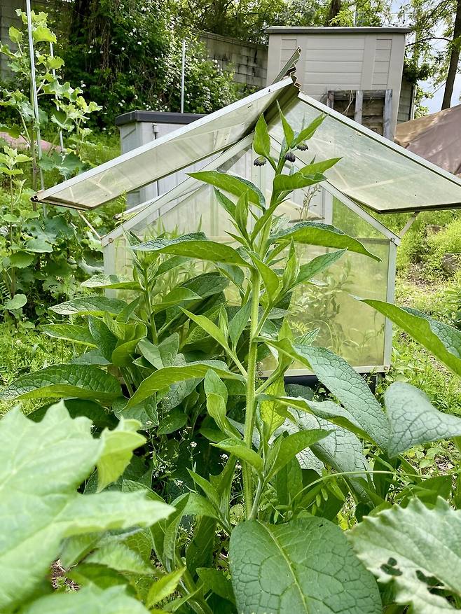 틀밭 한쪽에서 무섭게 번지고 있는 컴프리.