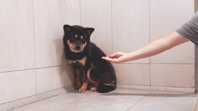 경기 남양주시 동물자유연대 '온센터'에서 만난 '퐁당이'의 모습. 사람의 손길을 두려워하며 눈치를 보고 있었다. 동그람이 정진욱