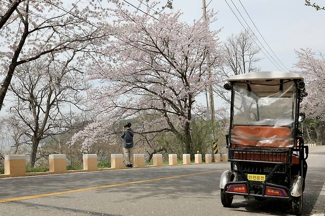 신도벚꽃길 / 사진=한국관광공사