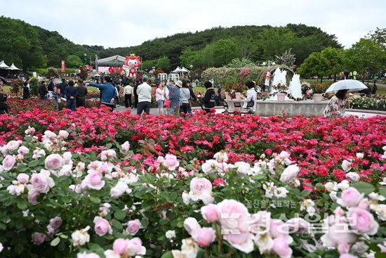 ▲ 지난 24일 '2025 울산대공원 장미축제'가 열리고 있는 울산대공원을 찾은 시민과 관광객들이 형형색색의 장미를 감상하면서 휴일을 보내고 있다. 김도현기자 do@ksilbo.co.kr