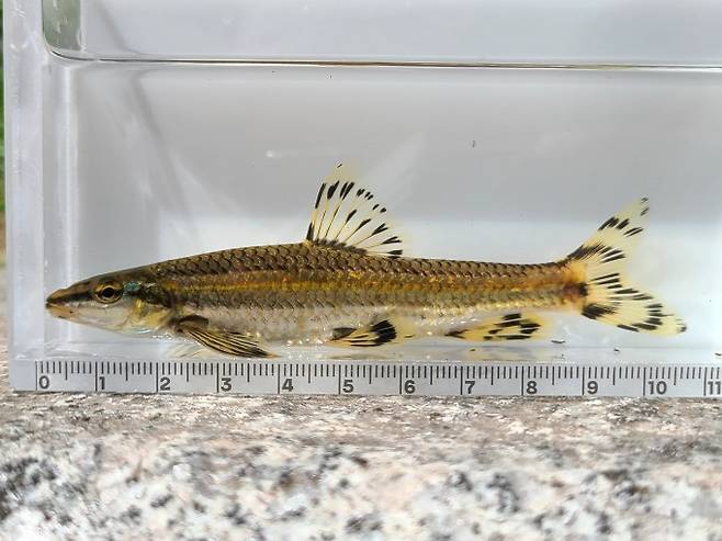 쉬리(학명 Coreoleuciscus splendidus)는 2급수 이상에 사는 한국 고유종이다. 몸길이는 10~15cm로 수서곤충이나 작은 동물을 먹는다. 국립중앙과학관 제공