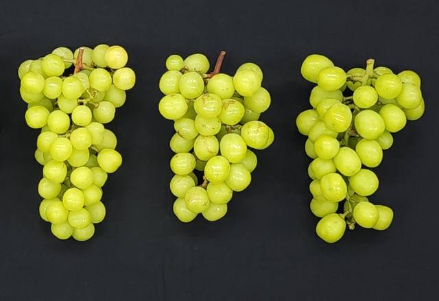 바이러스에 감염돼 맛이 떨어지고 무게가 감소한 ‘샤인머스캣’ 포도 농촌진흥청