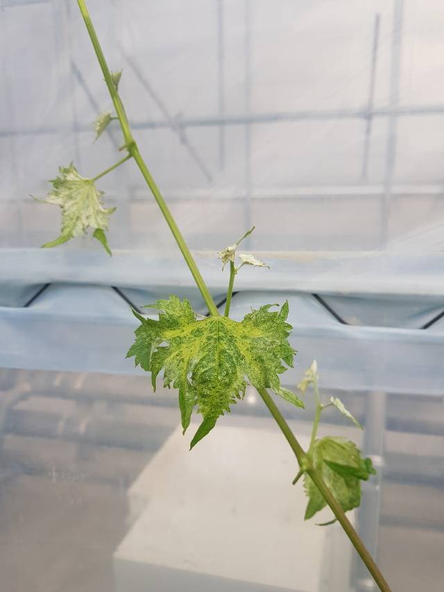 바이러스에 감염된 '샤인머스캣' 새순에 모자이크 증상이 나타났다. 농촌진흥청