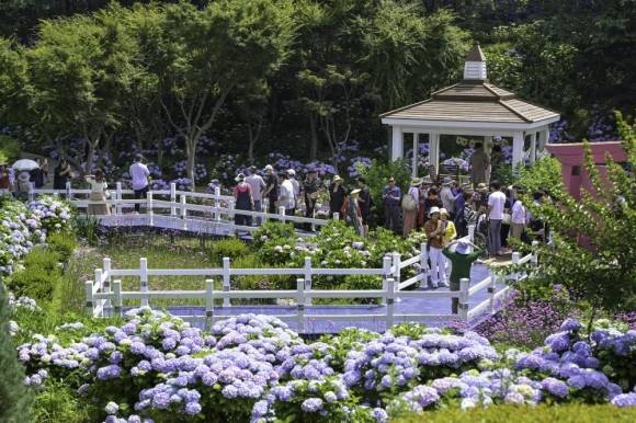 지난해 6월 울산 남구 고래문화특구에서 열린 수국페스티벌. 방문객들이 초여름 수국을 만끽하고 있다. 울산 남구 제공