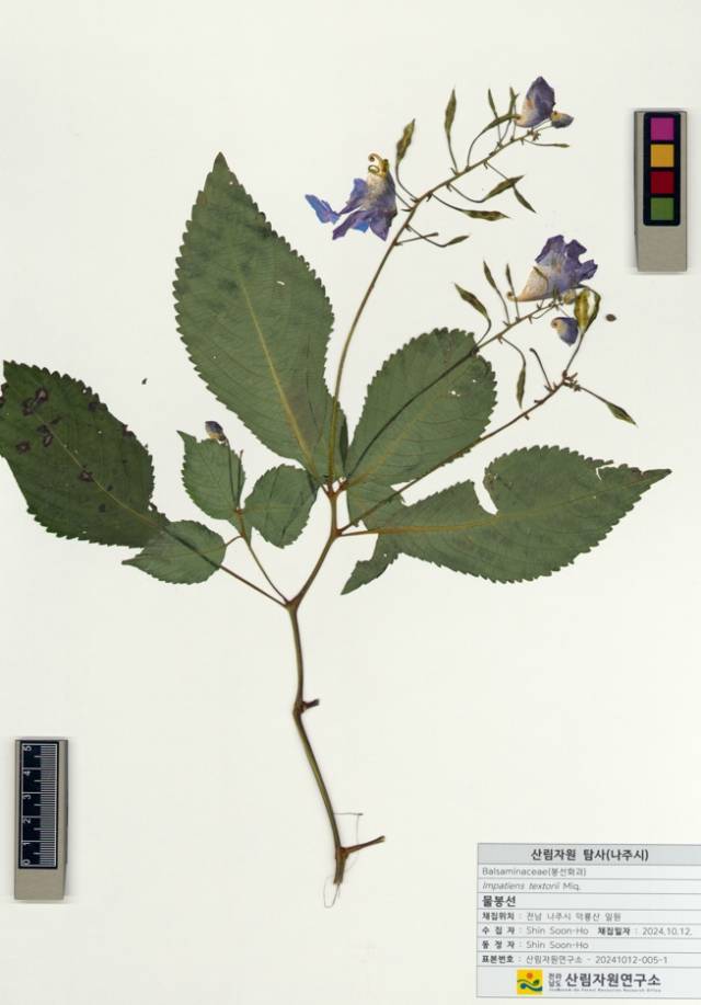 자생식물 표본전시 ‘물봉선’. 사진 제공=전라남도