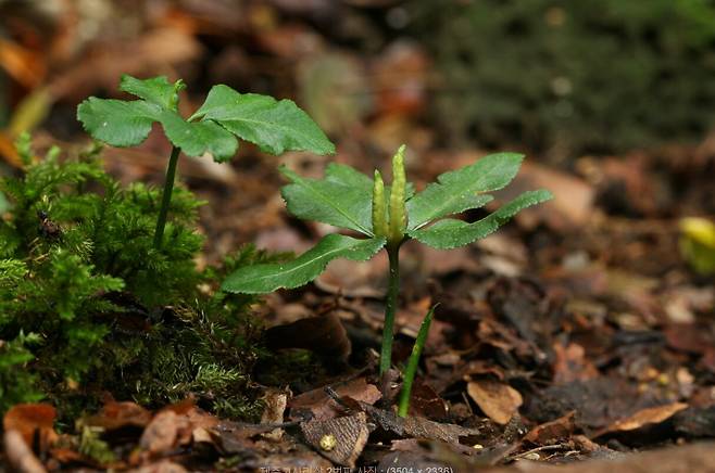 제주고사리삼. 학명에 초기 양치식물 분류학자 고(故) 박만규 박사 이름이 들어 있다. /국가표준식물목록