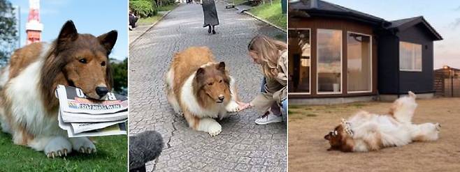 '토코'라는 가명을 쓰는 일본 남성이 어릴 적부터 품어온 ‘개가 되고 싶다’는 꿈을 실현하기 위해 한화로 2,200만 원가량을 들여 정교한 보더콜리 의상을 제작했다. 출처=토코 SNS