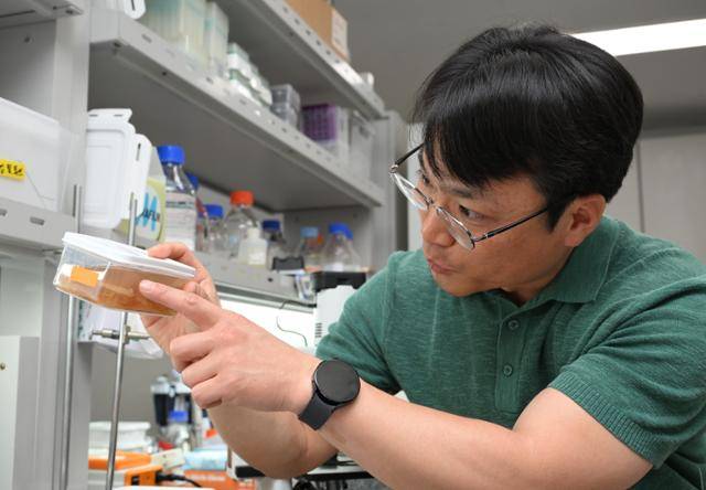 구강모 고려대 식물생명공학과 교수가 갈변된 껍질 부분을 효소에 넣어 과육과 분리하는 작업을 설명하고 있다. 왕태석 선임기자