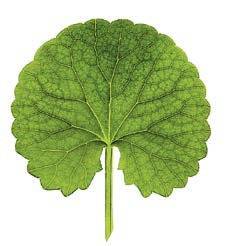 마데카 크림의 핵심 원료인 ‘센텔라아시아티카’.