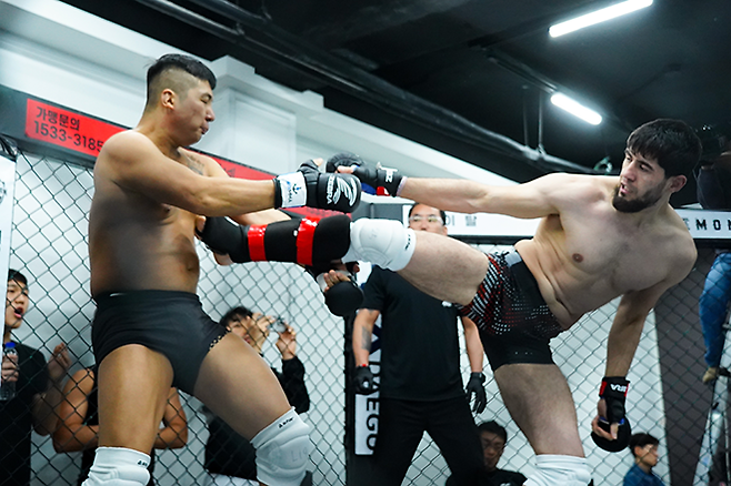 블랙컴뱃 라이트급 23위 ‘블랙샤크’ 샤크 그로즈니가 2025년 5월 ‘뽀빠이연합의원KMMA30대구’ 코-메인이벤트에서 블랙컴뱃 중량급 13위 ‘태산아빠’ 조정훈한테 강력한 킥을 하고 있다. 사진=스탠다드앤드프로그레스 스포츠에이전시 제공