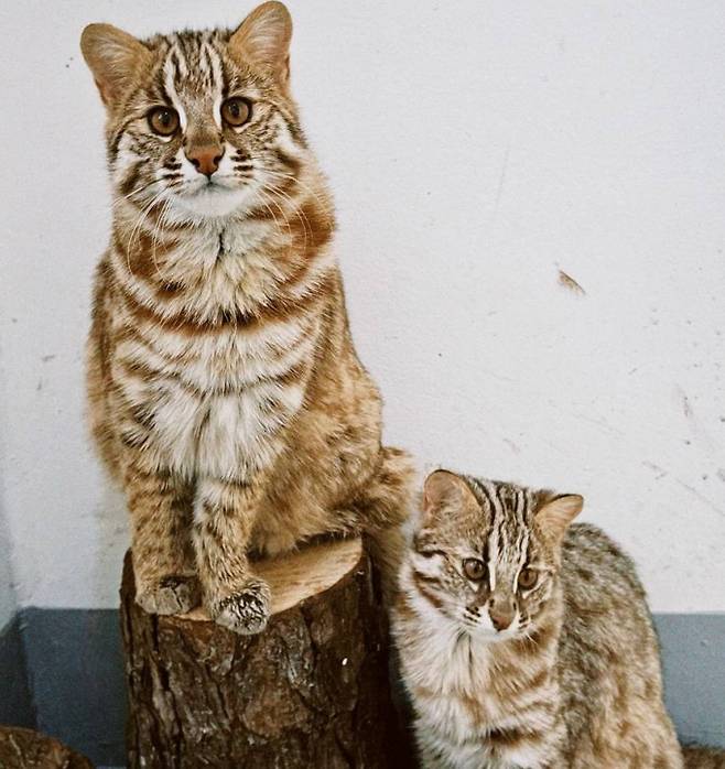 탈진 상태서 구조돼 경기도 야생동물구조관리센터의 치료를 받고 있는 명종위기종 삵의 모습. /사진제공=경기도