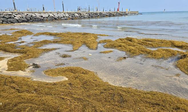 26일 제주시 이호테우해수욕장 백사장에 밀려온 괭생이모자반.
