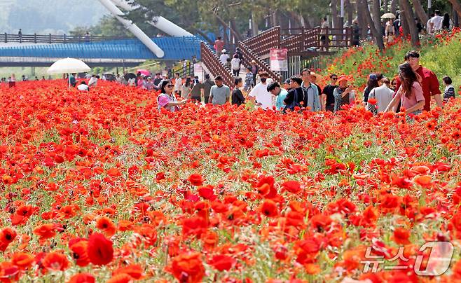 충북 괴산군은 지난 25일 막을 내린 '2025 빨간맛페스티벌' 후에도 양귀비꽃이 만개한 동진천변 일원에 방문객의 발길이 이어지고 있다.(괴산군 제공, 재판매 및 DB금지)/뉴스1