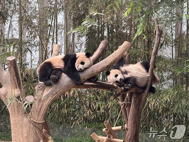 자이언트 판다 루이바오와 후이바오가 에버랜드 판다월드에서 휴식을 취하고 있다. ⓒ 뉴스1 김형준 기자