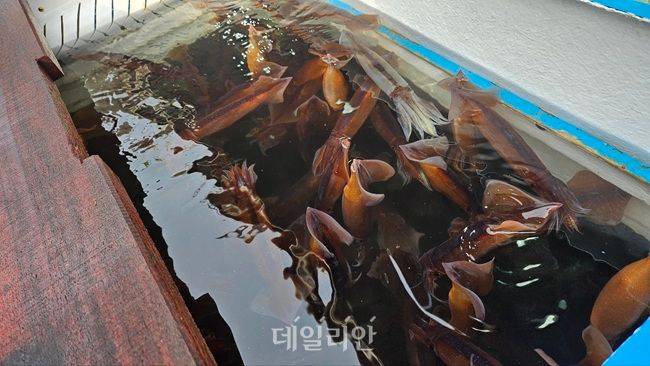 울산 앞바다에서 잡은 오징어 모습. ⓒ데일리안 장정욱 기자