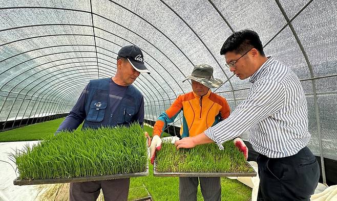 지난 19일 충남 논산시 은진면 육묘장에서 박종대(왼쪽)씨와 김동희(오른쪽) 논산시 농업기술센터 농업지도사가 생육이 부진한 못자리를 살펴보고 있다. 송인걸 기자