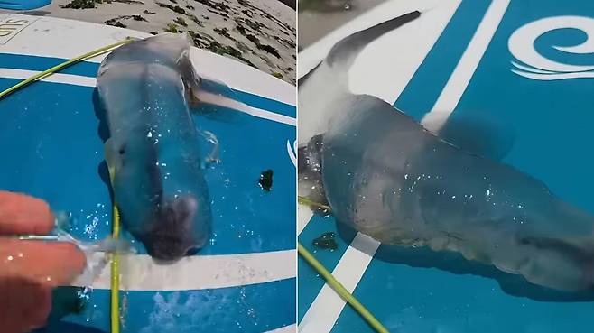 제주시 구좌읍 김녕 바다에서 발견된 카리나리아 크리스타타. ‘제주놀미’ 유튜브 영상 캡처