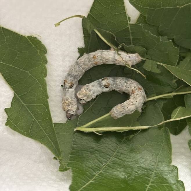 IMG_7464.jpeg 누에키우기 기록