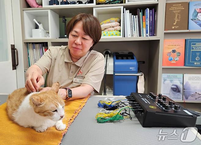 침 치료 받고 있는 고양이 ⓒ 뉴스1