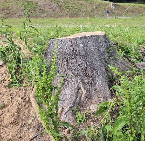 홍성군 홍북면 노은리 성삼문 선생 유허지(遺墟地) 앞에 자라던 이른바 '성삼문 오동나무' 5그루가 잘렸다. 홍성군은 이 오동나무 후계목을 심기로 했다. 사진 연합뉴스