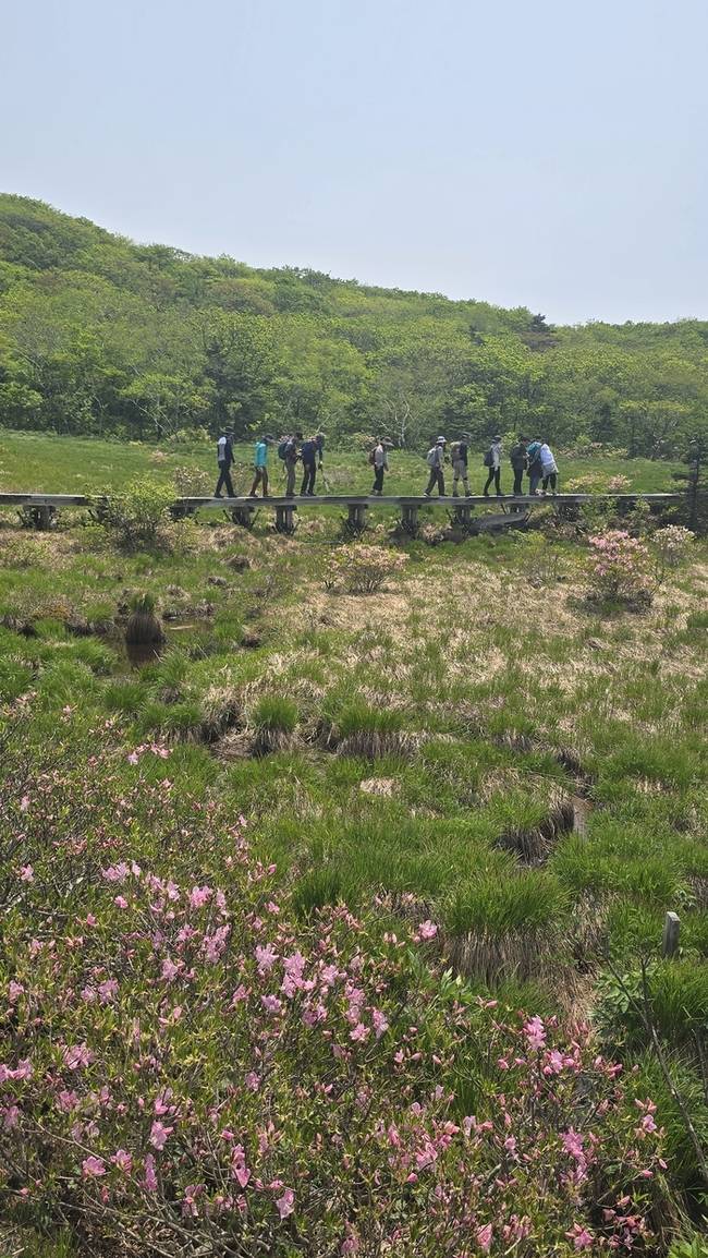 ▲ 30일 인제 대암산 용늪은 뚝사초, 삿갓사초의 삿갓기둥이 변함 없이 습지를 채우고 있다. 산철쭉이 화사하게 존재감을 뽐내고 있다. 인제군 제공