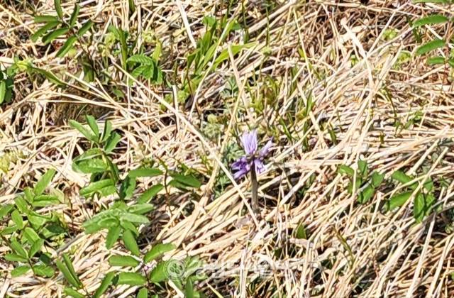 ▲ 30일 인제 대암산 용늪은 뚝사초, 삿갓사초의 삿갓기둥이 변함 없이 습지를 채우고 있다. 처녀치마. 이동명 기자