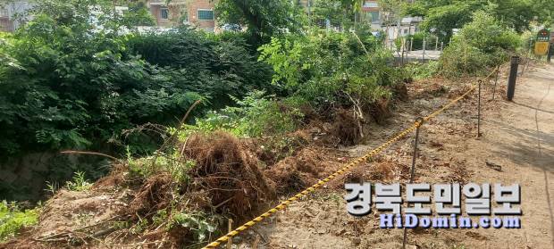 마사토 맨발걷기로 조성을 위해 뽑혀진 사철나무들.