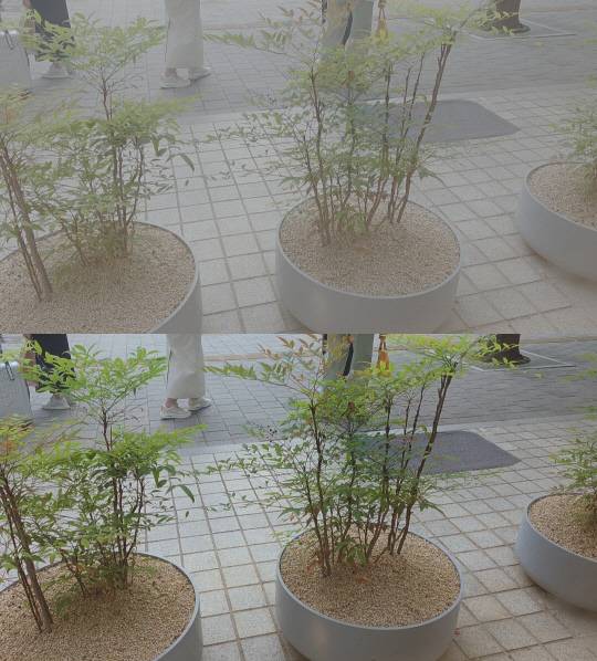 '갤럭시S25 엣지' 로그 비디오 기능을 적용하지 않은 영상(위)과 적용한 영상(아래)의 캡처 화면. 로그 비디오 기능을 접목하자 흐렸던 배경이 선명해졌다. 김나인 기자