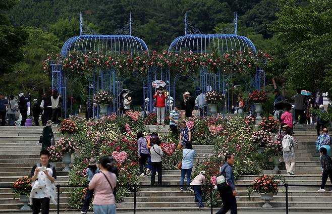 5월의 여왕 장미가 활짝 핀 ‘현대장미원’에서 관람객들이 사진을 찍고 있다.
