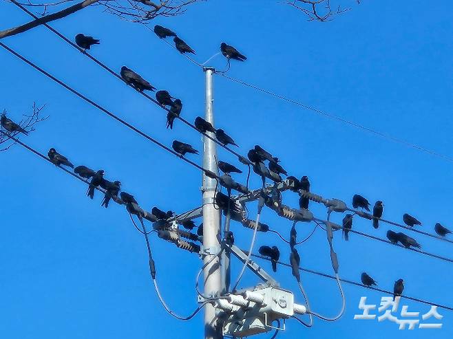 도심 속 까마귀. 김혜민 기자