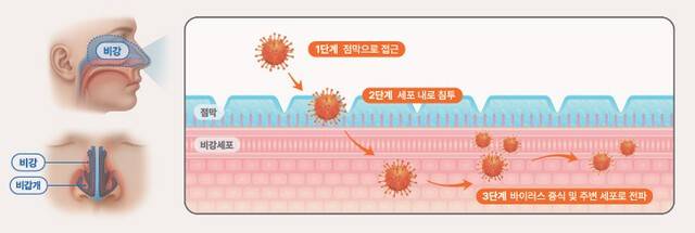 호흡기 바이러스 비강 내 침투 및 증식 과정|출처: 하이닥