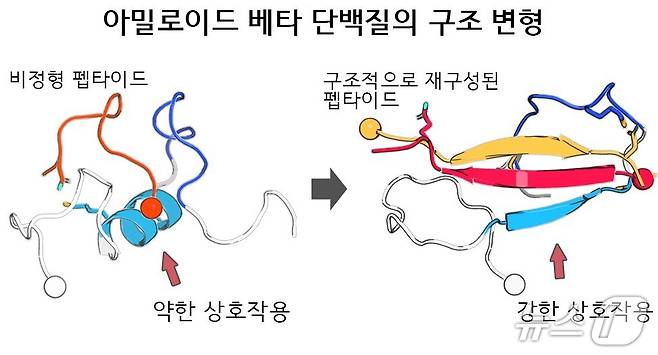 비정형 펩타이드의 구조적 재구성을 통한 아밀로이드 베타 단백질 결합 강화 및 단백질 응집 억제 효과 모식도(한국연구재단 제공) /뉴스1