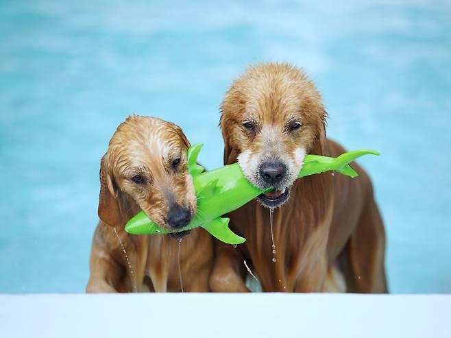 마누(왼쪽)와 마누의 딸 마레가 함께 물놀이 한 후 장난감을 물고 나오고 있다. 2023년 7월/ 사진가 김원범