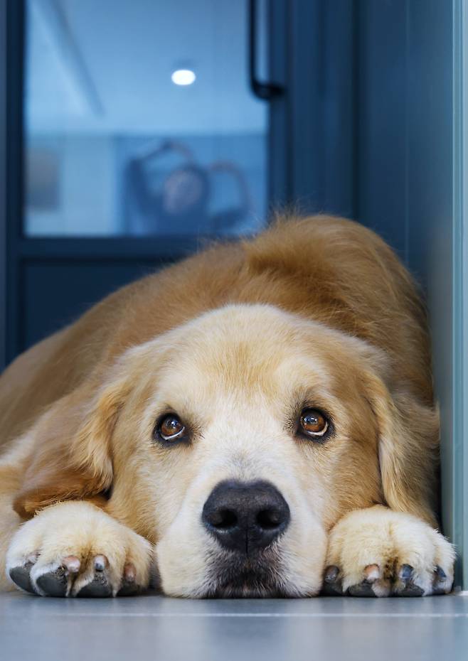 하늘나라로 떠나기 하루 전 마누의 모습. 오랜만에 목욕과 미용을 시키고 집에서 쉬고 있었지만 생전 마지막 사진이 되었다. 마누의 눈 속엔 사진가의 모습이, 유리에 반사된 문정희씨의 모습도 보인다. 2025년 2월 27일/ 사진가 김원범